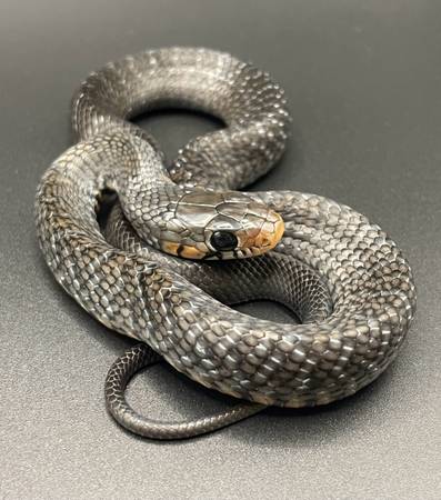 Baby Mexican indigo snake (Oceanside)63831052676097120