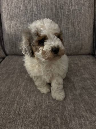 Mini Aussiedoodle Puppies 1