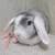 Holland lop rabbit 5 thumbnail