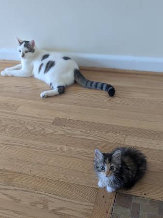 Male 2 year old cat and 12 week old kitten (Silver Spring)63795938465537120