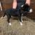 ABCA Registered Border Collie Puppies — Short Creek Farm 2 thumbnail