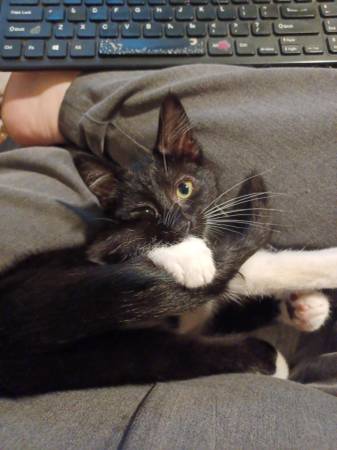 Gatita Tux de 5 meses, hembra, muy dulce (condado de King)63853558542339120