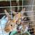 Young Rabbits 2 thumbnail