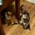2 Adorable Kittens 1 thumbnail