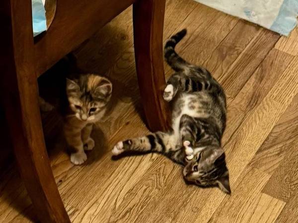 2 Adorable Kittens 1