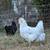 18 Chickens 6 thumbnail