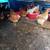 Chickens 3 thumbnail