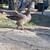 Geese 7 thumbnail