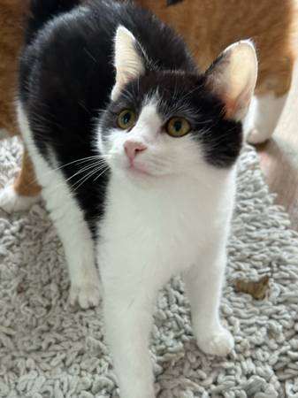 Lovely baby tortoiseshell pet cats for free adotion 1