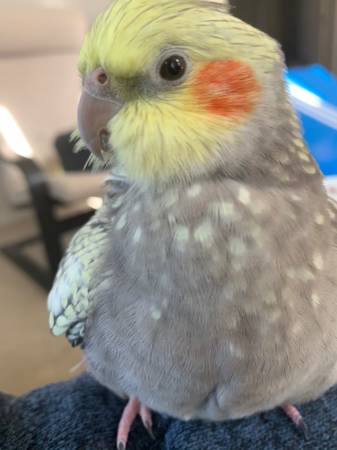 Lost Cockatiel/ Missing Cockatiel (fremont / union city / newark)63696398221187120