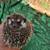 Hedgehogs ready to go 11 thumbnail
