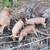 Tamworth pigs 6 thumbnail