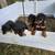 Doberman Pups / Rehoming 1 thumbnail