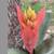 ******* AECHMEA "LITTLE HARV" BROMELIADS - AIR PLANT 1 thumbnail