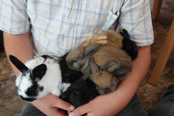 Bunnies for sale 1