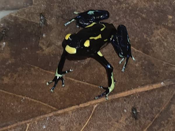 Ranas dardo (Belair MD)522571596065689605