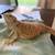 Bearded dragon for rehoming 3 thumbnail