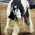 ✨ Meet & Lease Our Gentle Gypsy Vanner Horses with long Mane ✨ 1 thumbnail