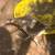 Chickens 4 thumbnail