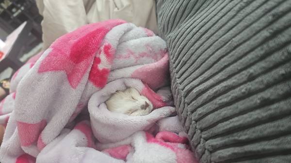 Gatito encontrado (Atlantic Beach)524511486202368001