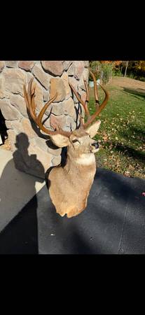 Mule deer mount 1
