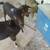 Breeding pair of dwarf goats 1 thumbnail