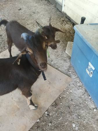 Breeding pair of dwarf goats 1