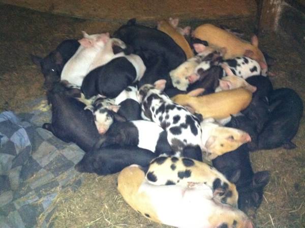 Piglets 1