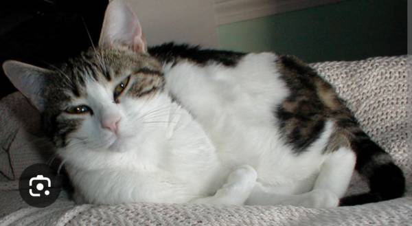 Lost m cat (Vancouver)63778587267459120