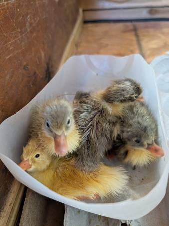 Ducklings 1