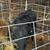 Black angus cow 3 thumbnail