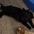 Beautiful Black cat 2 thumbnail