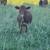 Calves 2 thumbnail