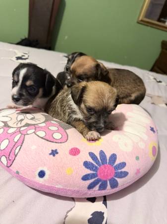 Chiweenie Chihuahua 1