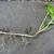12 Bare Root Mature Pachysandra Plants 5 thumbnail