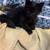 Kitten (6 Weeks) Black 3 thumbnail