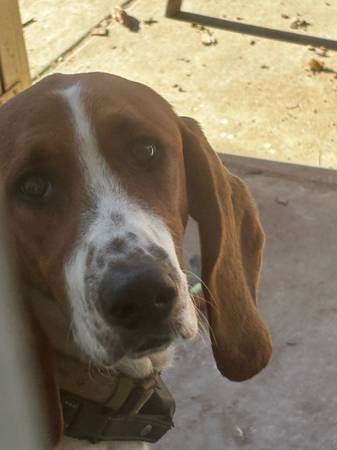 Rehoming Basset Hound! (Orangevale)63881395387521121