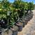 Orange trees 20 thumbnail