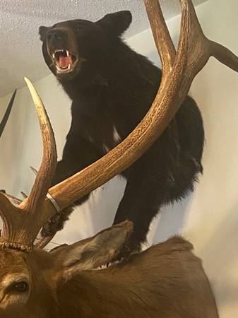 Black bear half mount 1