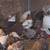 Pullets 2 thumbnail