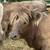 Highlander Heifer 1 thumbnail