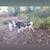 donkeys 3 thumbnail