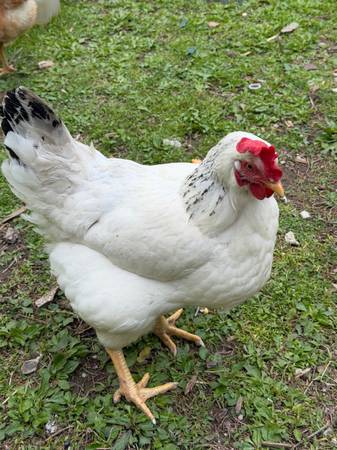 Chicken- multiple breeds; chicks available 1