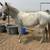 Super Friendly Reg. Dun Colt 20 thumbnail