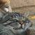 Cute and friendly tabby cat available for adoption 5 thumbnail