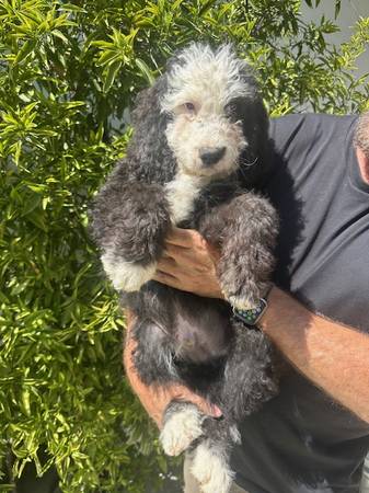 Sheepdoodele (Woodland hills)63877736089859120