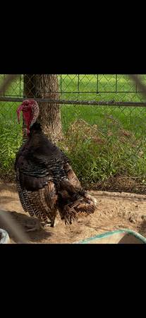 turkey 1