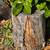Fire Wood tree was cut down over 2 year ago very Very Dry 🌴 2 thumbnail