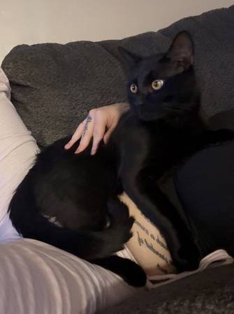 Free black cat 2 years old 1