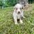 Beautiful Miniature Australian Sheppard 1 thumbnail